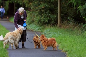 Hunde sind für Senioren oftmals wichtige Lebenspartner