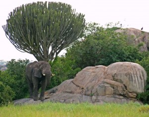 Tansania Serengeti